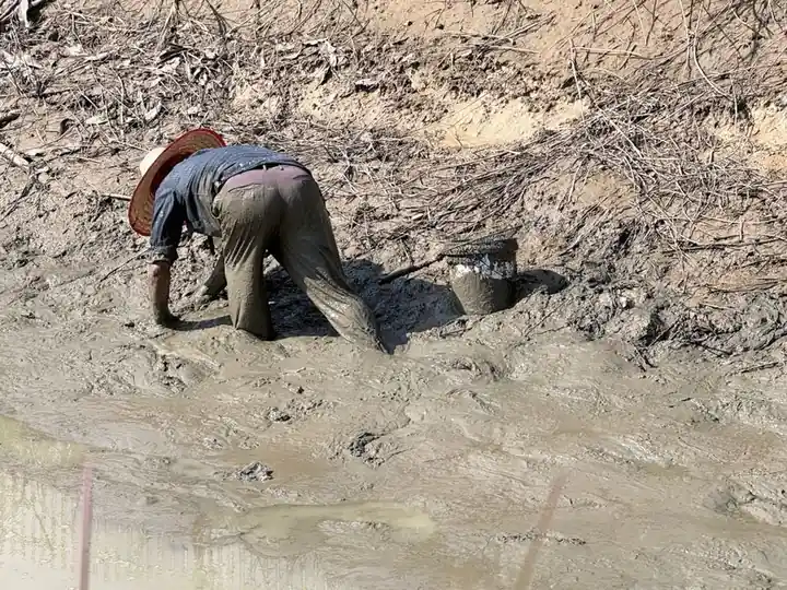 A person engaged in traditional fishing along a muddy bank in Chiang Mai, Thailand, showcasing rural lifestyle.
